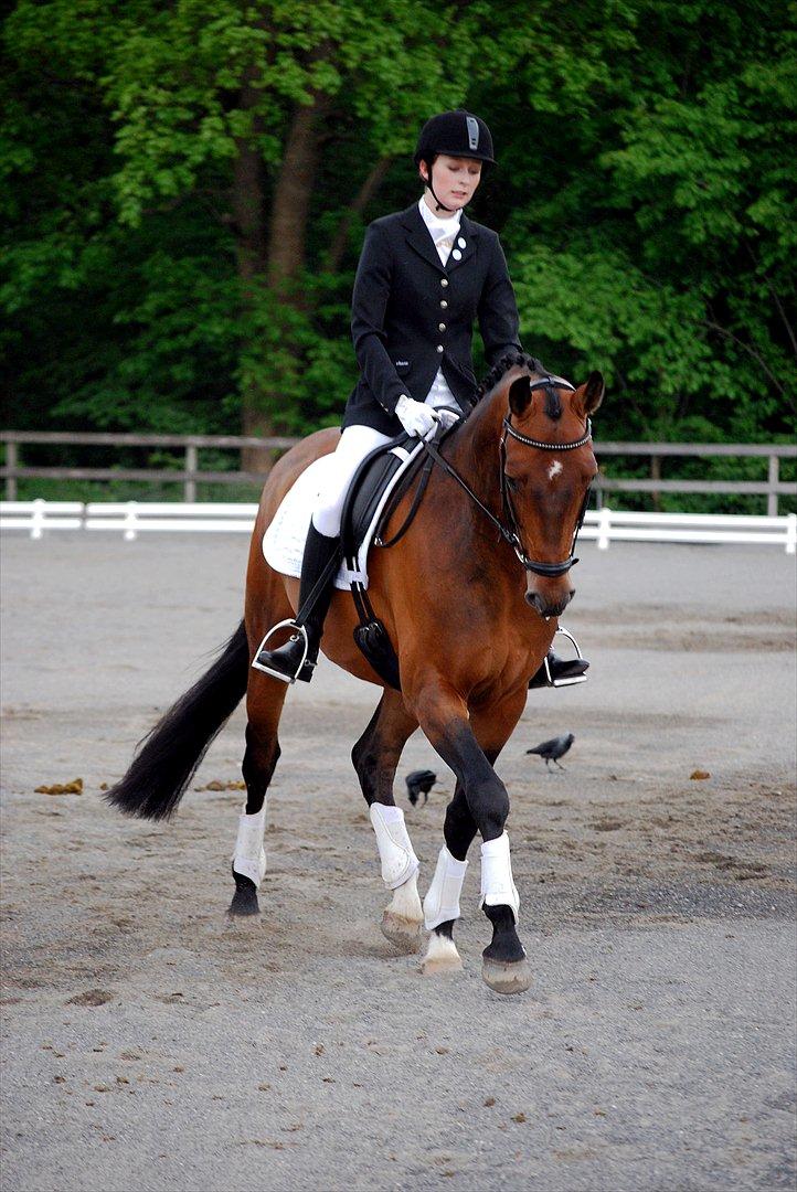 Dansk Varmblod Satchmo G - Satchmos første stævne nogensinde, her i LC2 hvor vi blev nummer 3 med 69,13% :D Foto: Sasha billede 16