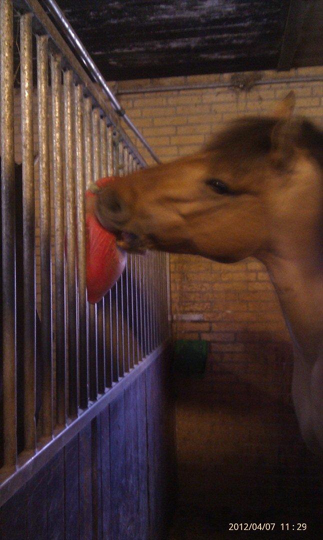 Anden særlig race Di'Mani's Freja billede 10