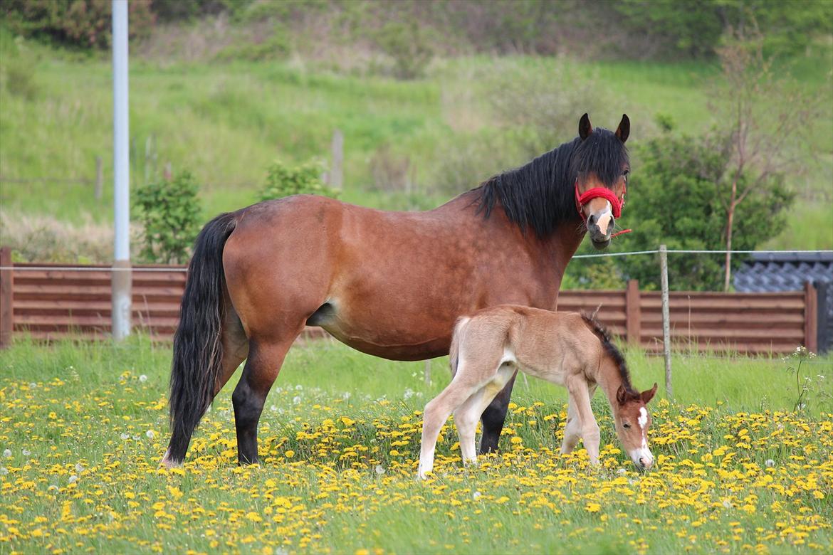 Welsh Cob (sec D) Tekens Zia  billede 5