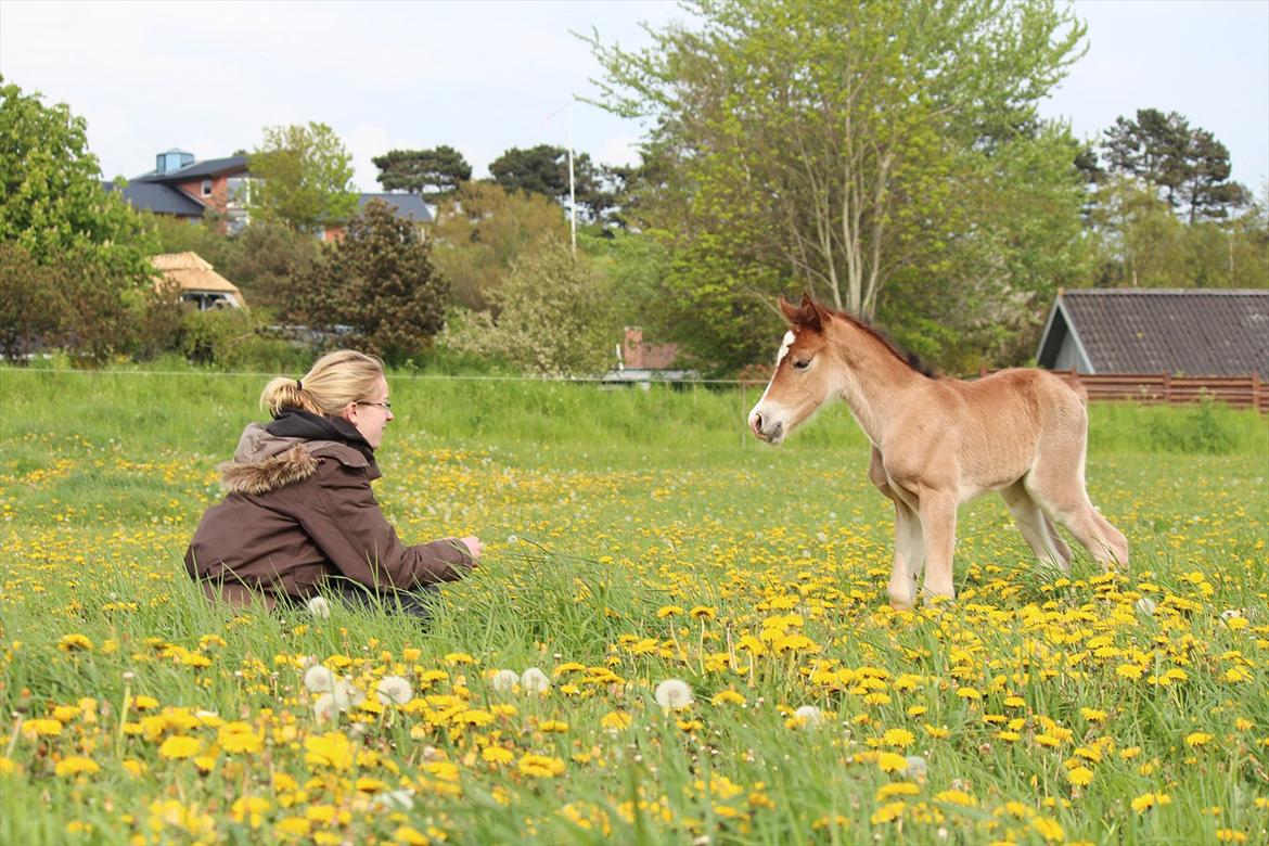 Welsh Cob (sec D) Tekens Zia  billede 6