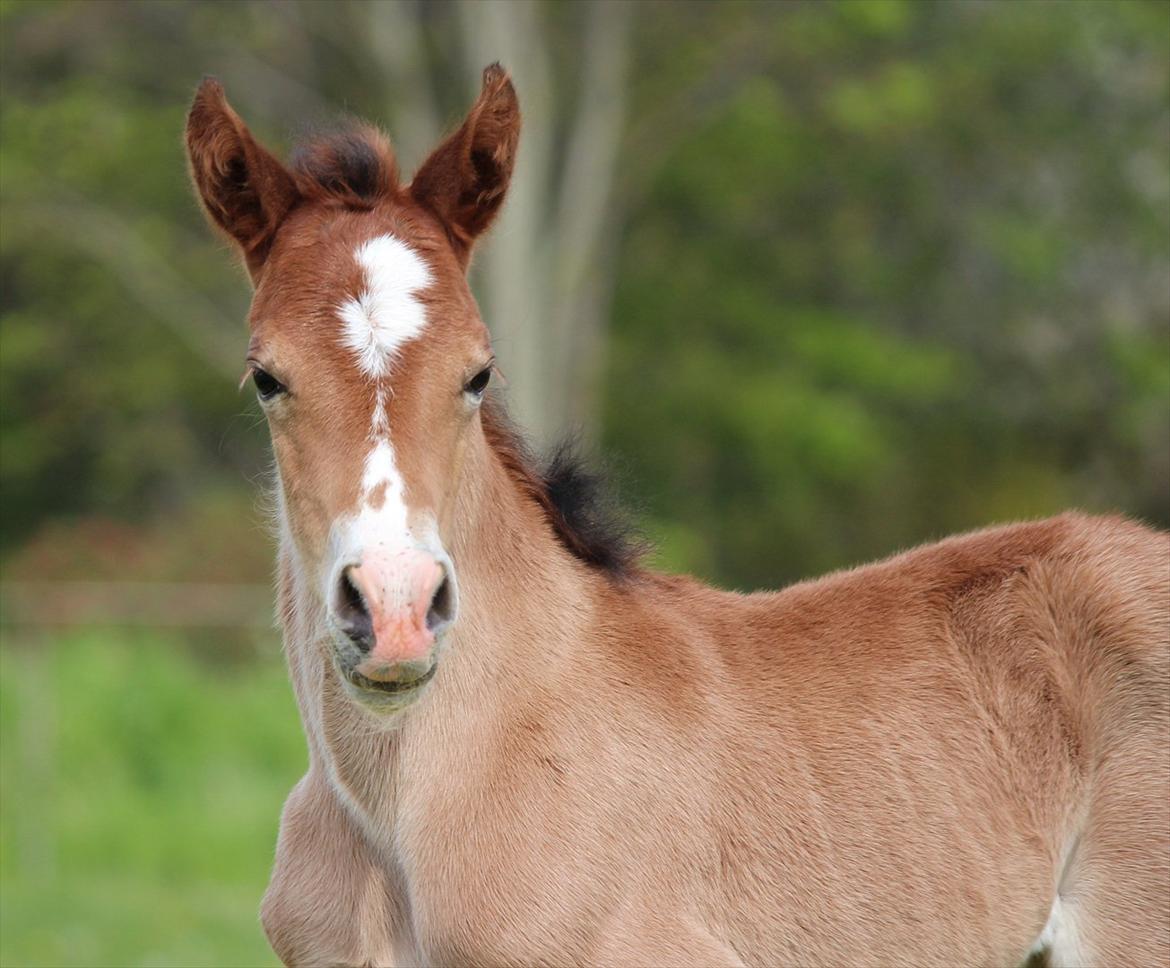 Welsh Cob (sec D) Tekens Zia  billede 7
