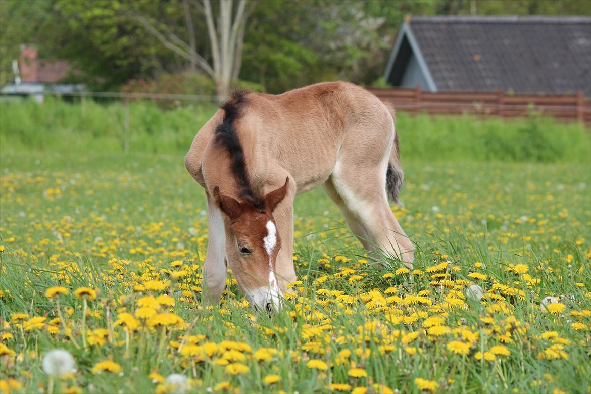 Welsh Cob (sec D) Tekens Zia  - Nysgerrige Zia  billede 8