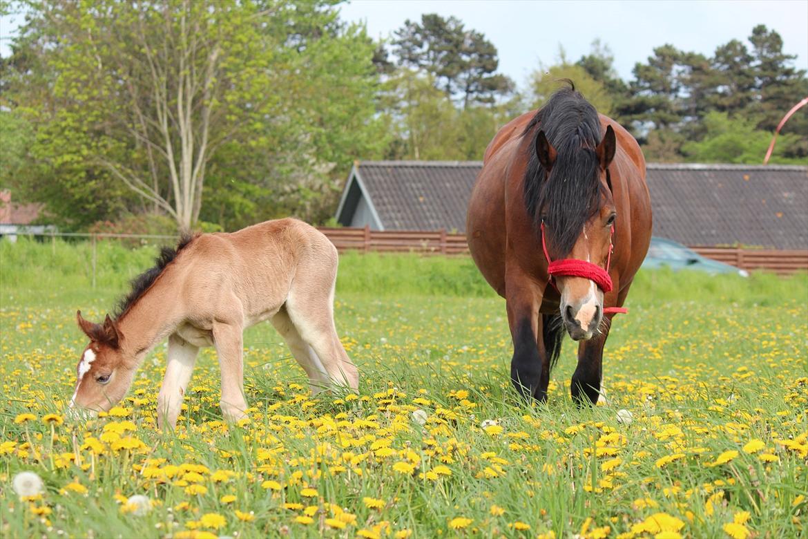 Welsh Cob (sec D) Tekens Zia  billede 9