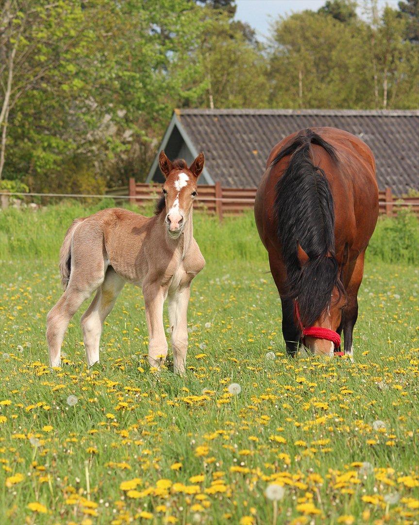 Welsh Cob (sec D) Tekens Zia  billede 11
