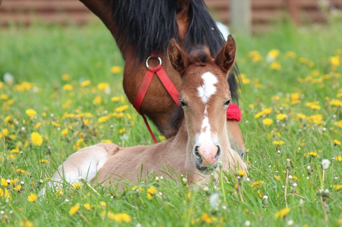 Welsh Cob (sec D) Tekens Zia  - En lillle lur i det grønne billede 12