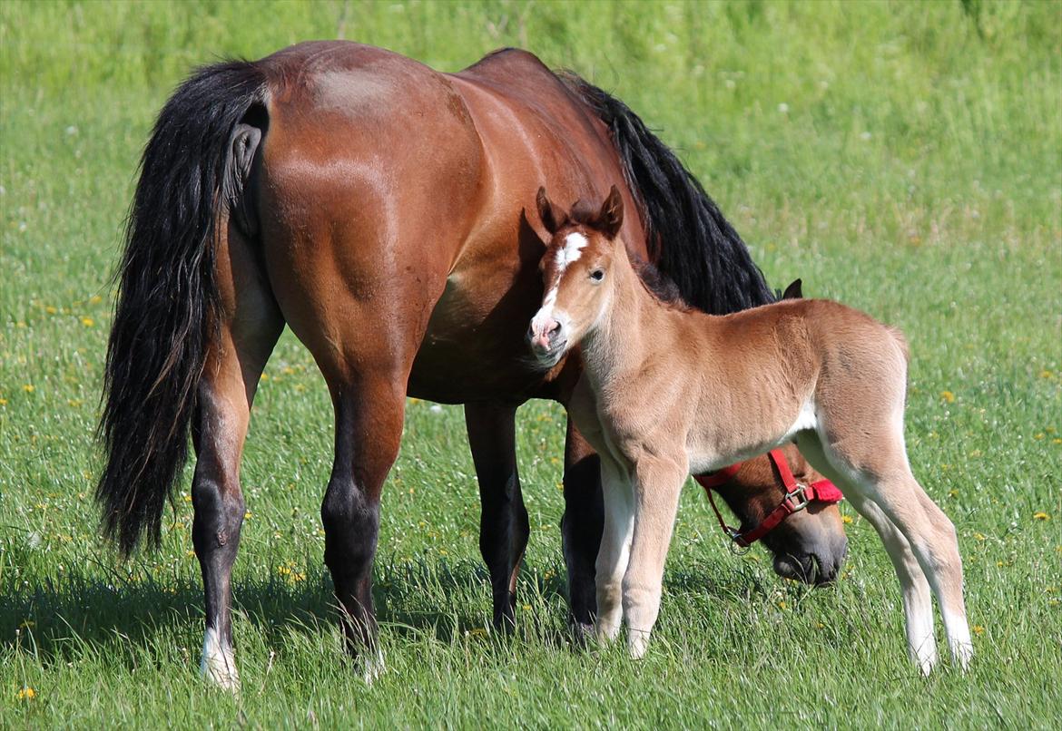 Welsh Cob (sec D) Tekens Zia  billede 13