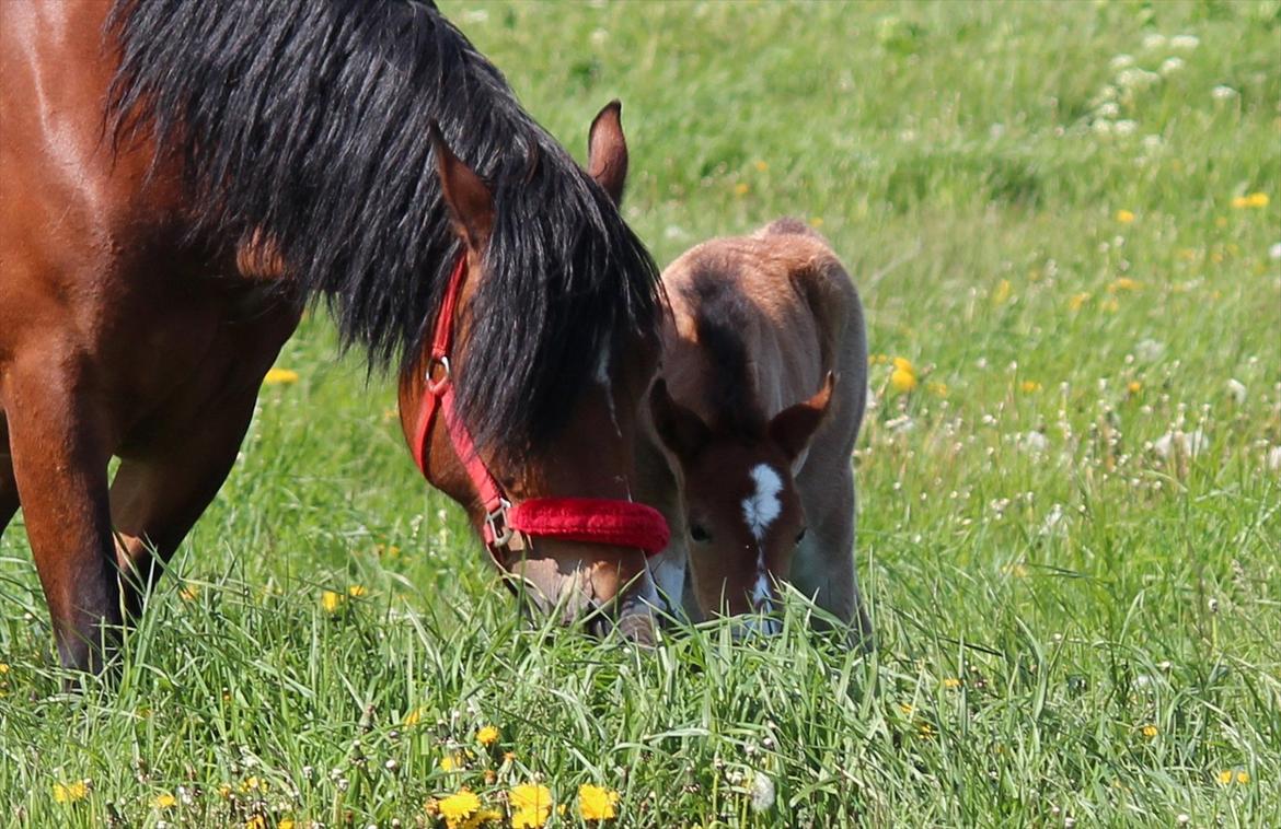 Welsh Cob (sec D) Tekens Zia  billede 14