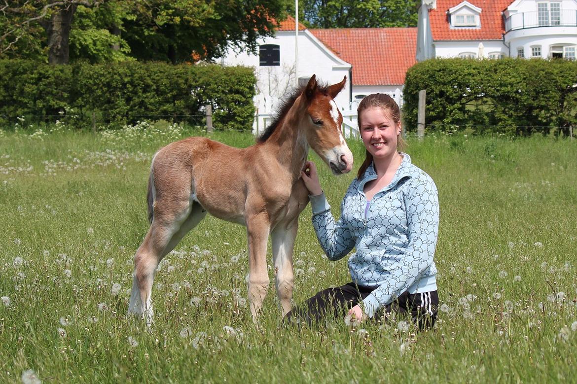 Welsh Cob (sec D) Tekens Zia  - Zia og Karoline  billede 15