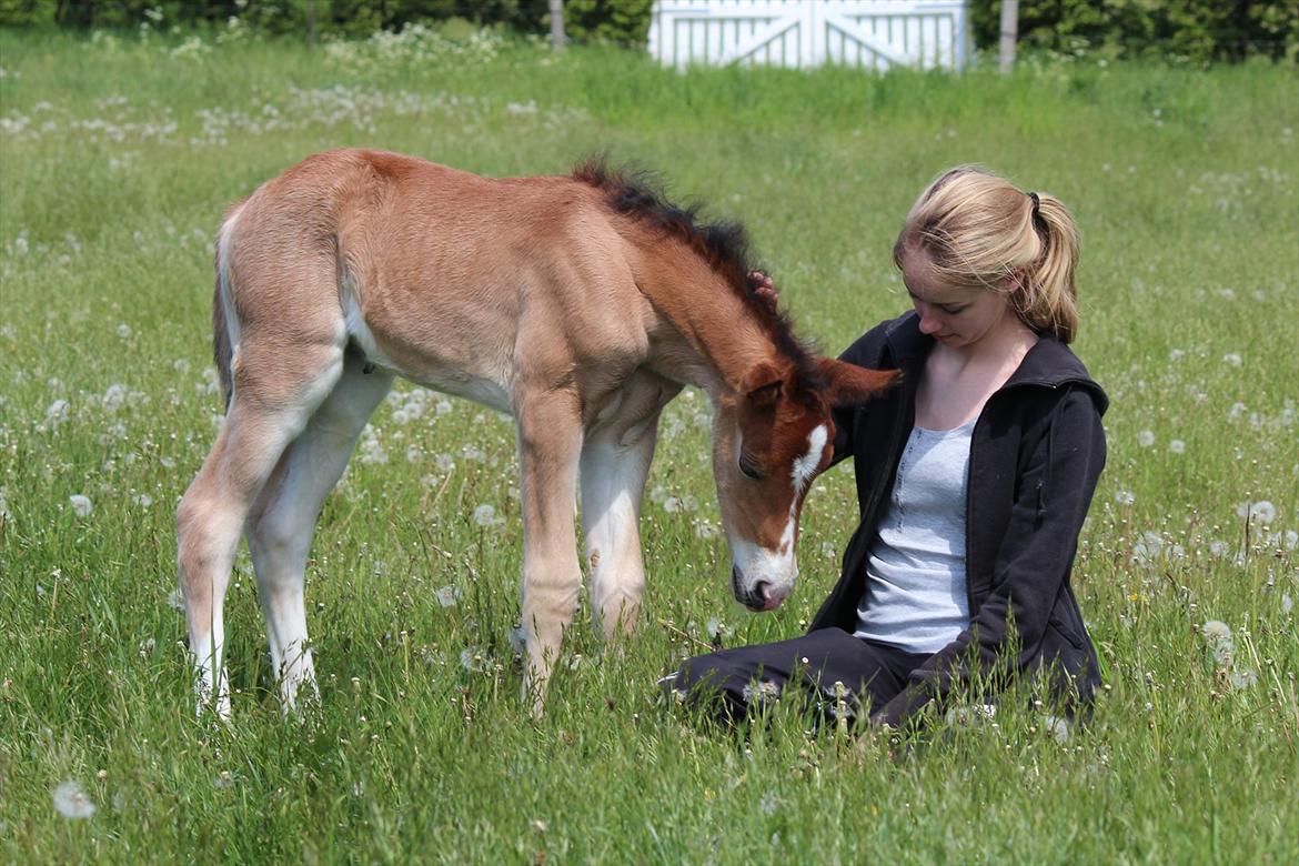 Welsh Cob (sec D) Tekens Zia  - Zia og Laura billede 16