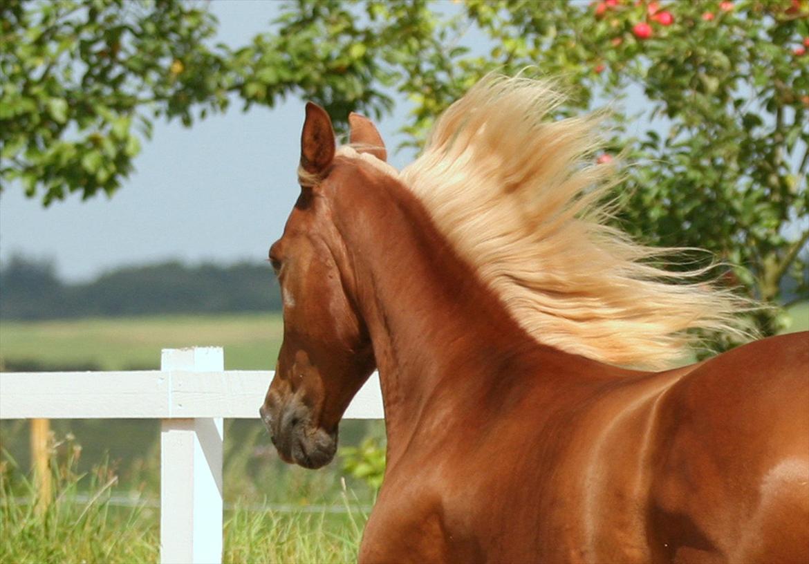 Tennessee Walker | I'm Gold and Dangerous billede 8