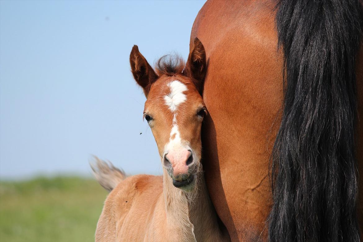 Welsh Cob (sec D) Tekens Zia  billede 17