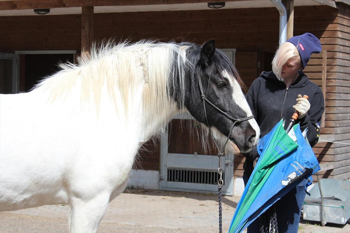 Irish Cob Django - Træning af farlig ikke udfoldet paraply, han er jo cool ;) Maj 2012 billede 8