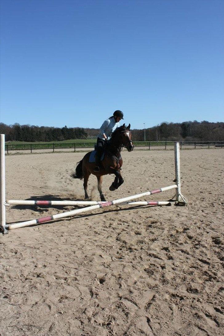 Welsh Cob (sec D) Lesto Dalton billede 9