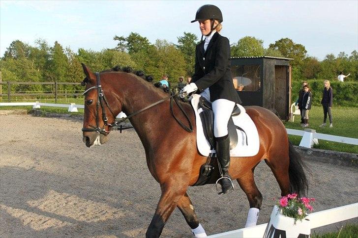 Welsh Cob (sec D) Lesto Dalton billede 12
