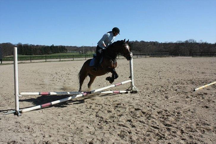Welsh Cob (sec D) Lesto Dalton billede 10