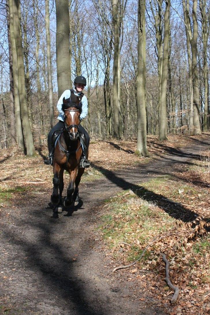 Welsh Cob (sec D) Lesto Dalton billede 11