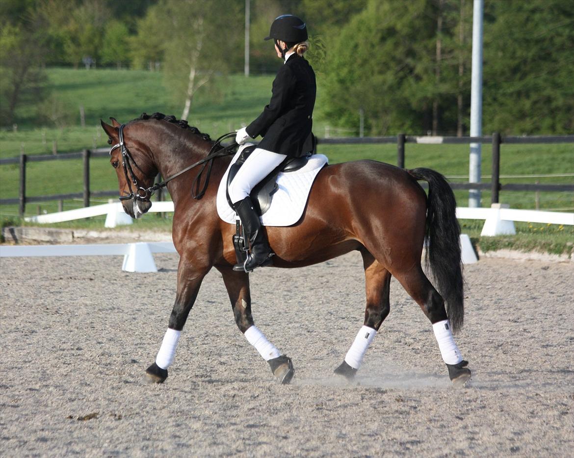 Welsh Cob (sec D) Lesto Dalton billede 1