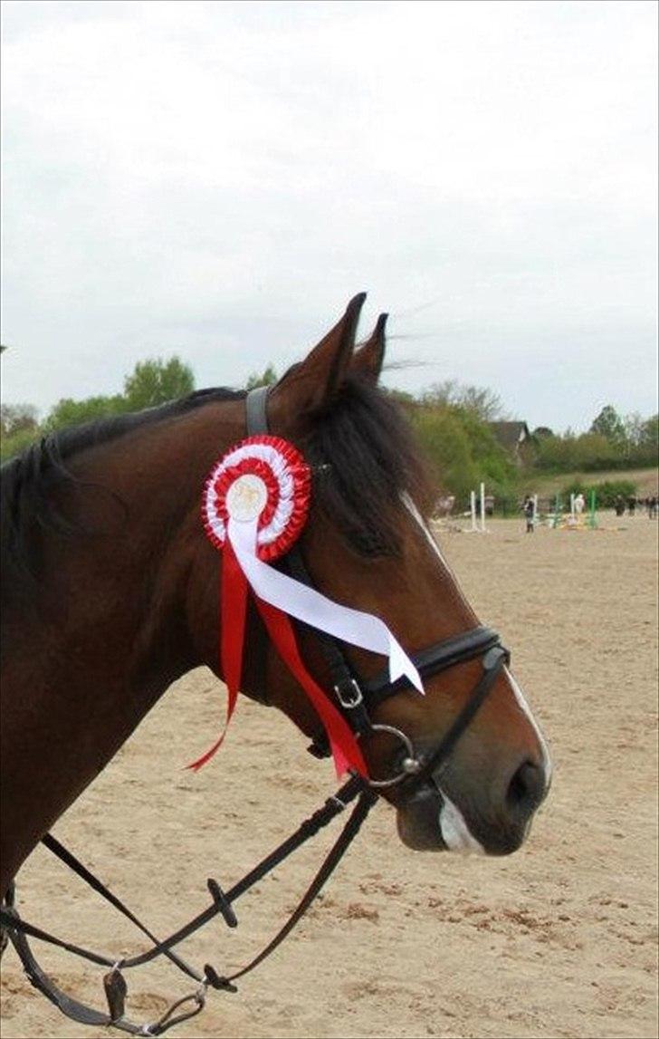 Welsh Cob (sec D) Lesto Dalton billede 13