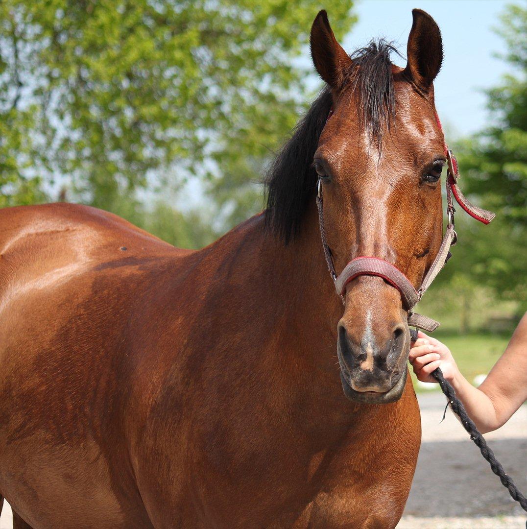 Hollandsk Sportspony Aurora Monique <3 - Min skønne Monique, efter en hård træning, hvor hun fik et velfortjent bad. Maj 2012:) billede 16
