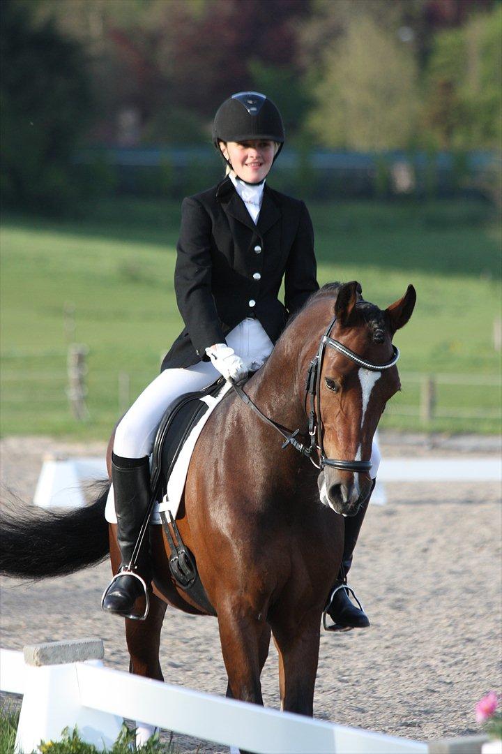 Welsh Cob (sec D) Lesto Dalton billede 14