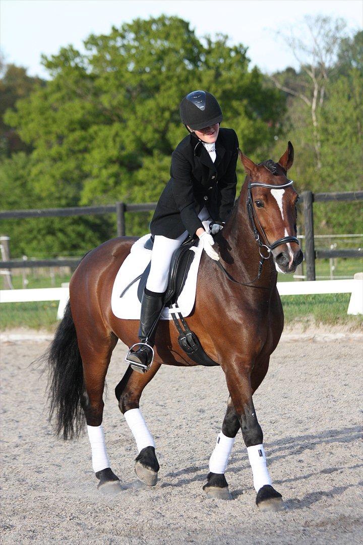 Welsh Cob (sec D) Lesto Dalton billede 15