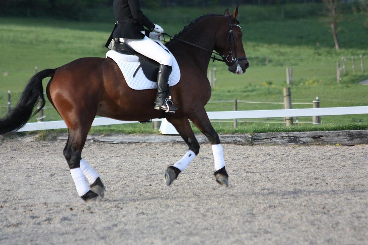 Welsh Cob (sec D) Lesto Dalton billede 16