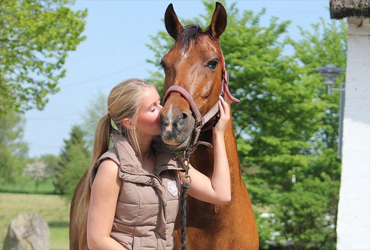 Hollandsk Sportspony Aurora Monique <3 - Jeg elsker min hest<3 billede 5