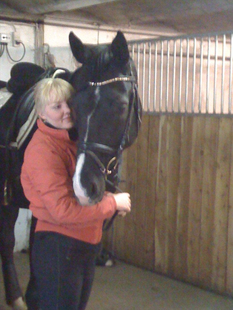 Dansk Varmblod Østersøens Hotshot BRDH  billede 16