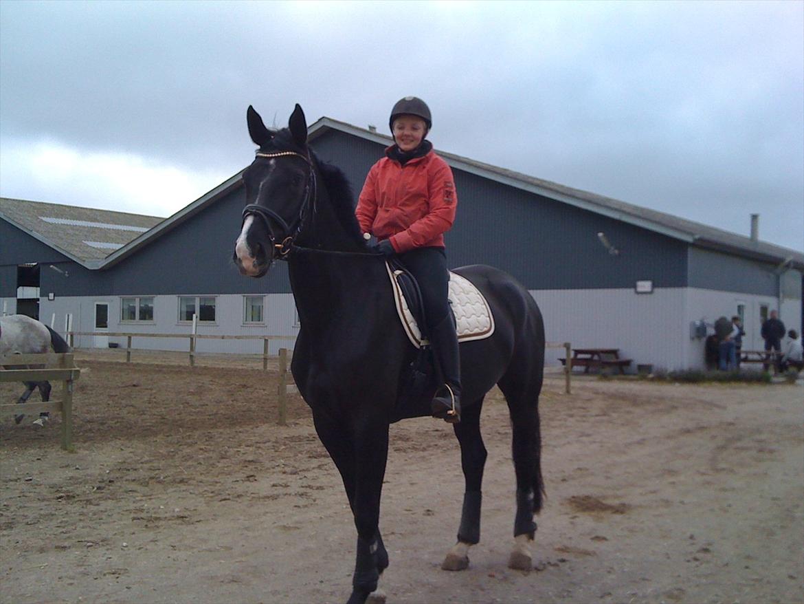 Dansk Varmblod Østersøens Hotshot BRDH  billede 17