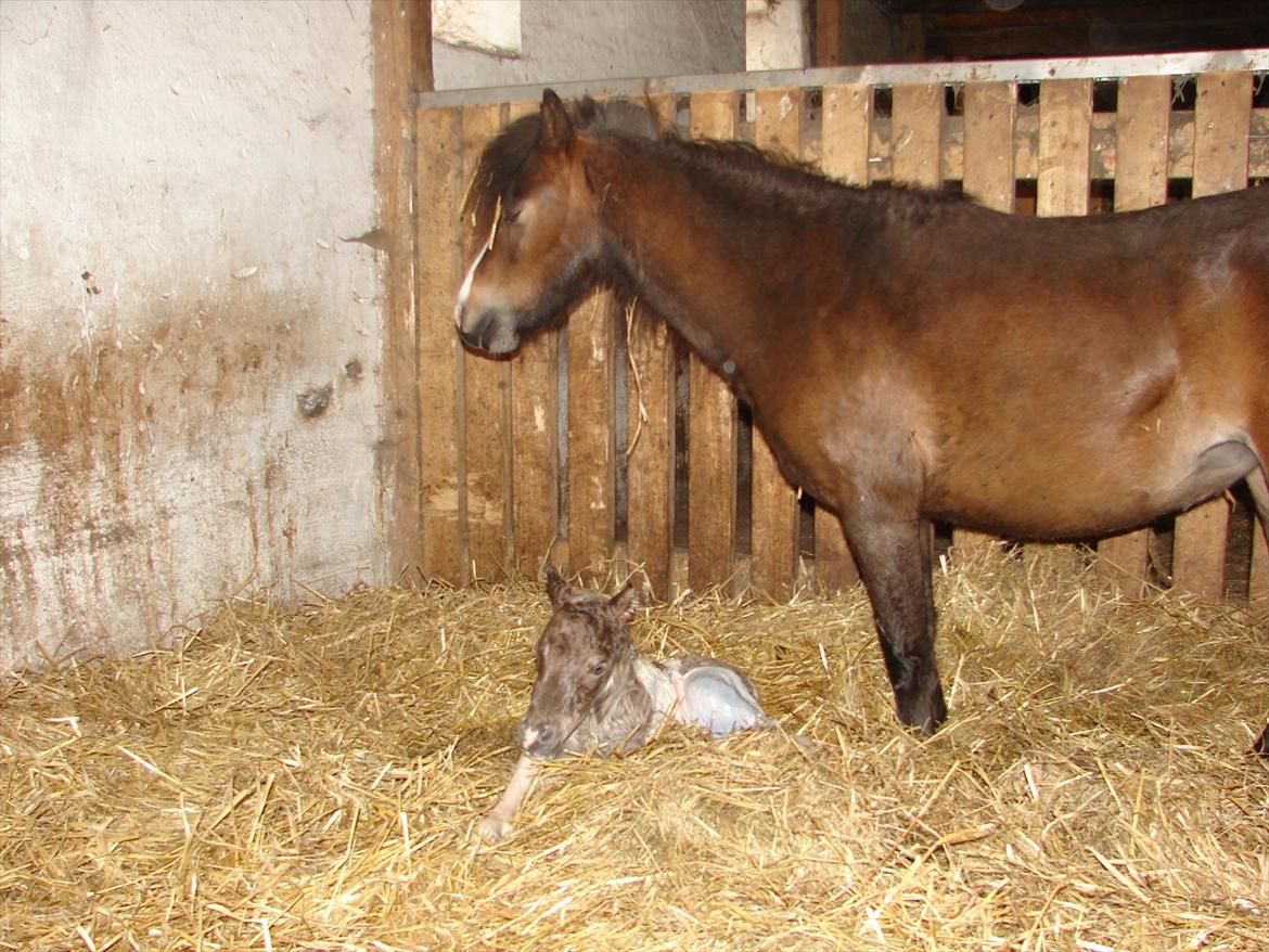 Belgisk Miniature MHS Ultra Denique Showgirl - Lige kommet ud :-) billede 3