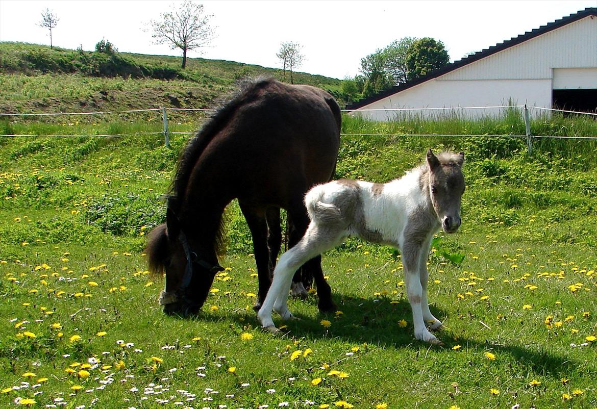 Belgisk Miniature MHS Ultra Denique Showgirl - Ude kun knap 1 time gammel :-) billede 6