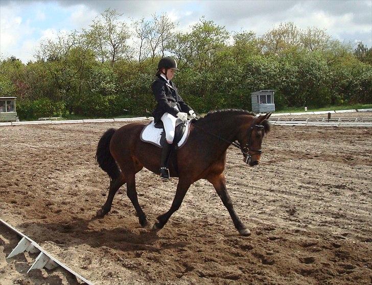 Anden særlig race Jannie<3 - Hun kan jo godt;) LC1 til 66,66% til military stævne i JORK. Foto: Far billede 4