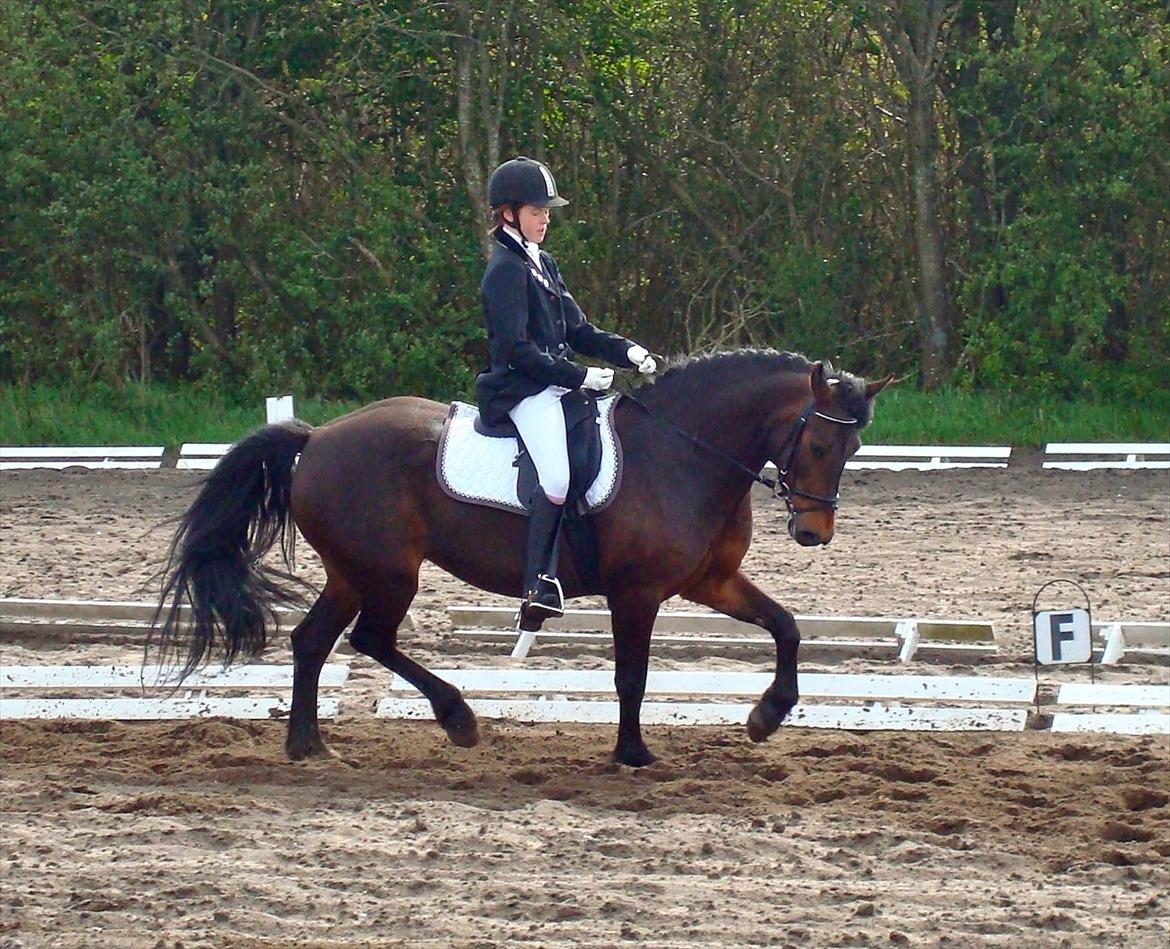 Anden særlig race Jannie<3 - Min lille dressur pony!<3 LC1 til 66,66% Foto: Far billede 5