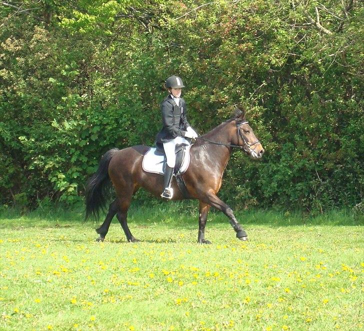 Anden særlig race Jannie<3 - ELSKER DIIG!<3<3 Til military stævne i Jordrup. Vi vandt CNCP50<3 Foto: Far billede 6