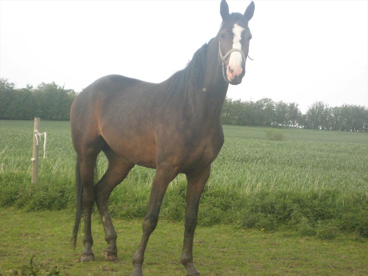 Dansk Varmblod Isabella billede 17