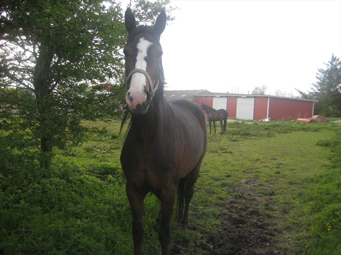 Dansk Varmblod Isabella - hyggedag på folden d. 19-05-2012:D billede 18