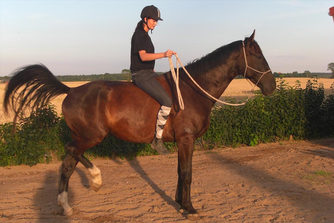 Oldenborg Gangster af Bækkeskov - En hyggelig sommeraften på ridebanen derhjemme :-) billede 10