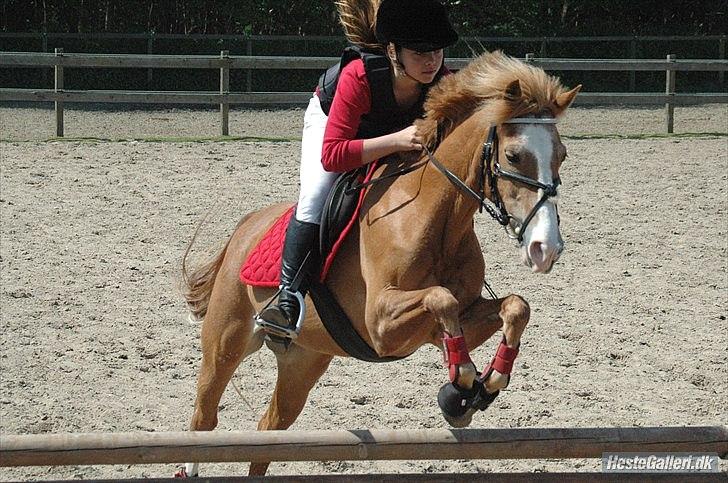 New Forest Super Mulle<3<3<3 - Without you, i´m nothing. With you i´m something. Together we are everything<3
Klubmestre 2012 for alle privater.
og lige en ting til! Vi kommer, vi rider, vi vinder, vi skrider!!!
taget af Anja H billede 1