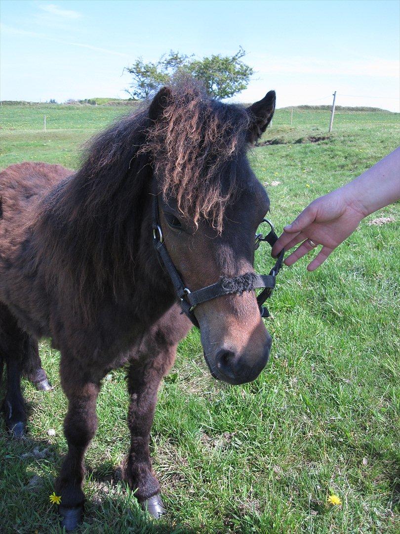 Shetlænder Staldhavens Daim - solgt - maj 2012 billede 12