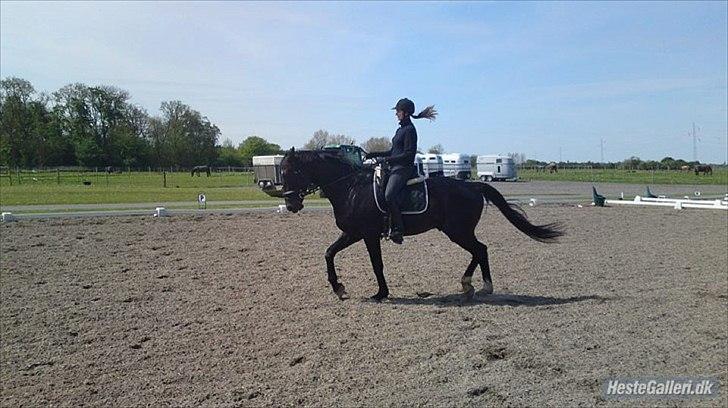 Oldenborg Gangster af Bækkeskov - Træning på SAR foråret 2012 billede 15