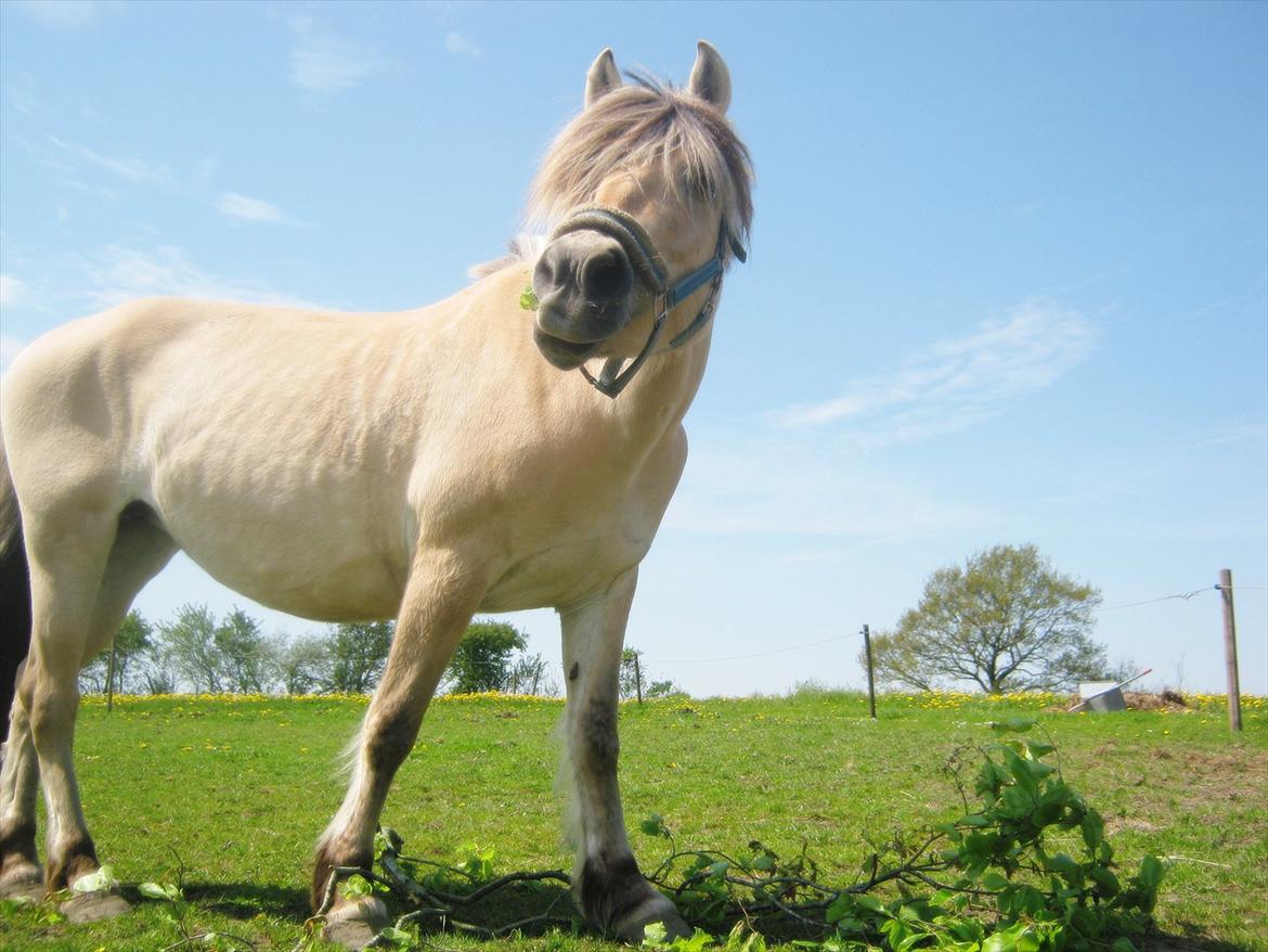 Fjordhest Vennely's Emma - smukke dyr :-)
maj 2012.
- Foto : Mejse billede 13
