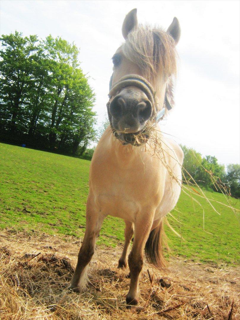 Fjordhest Vennely's Emma - skøre kugle :-)
maj 2012.
- Foto : Mejse billede 5