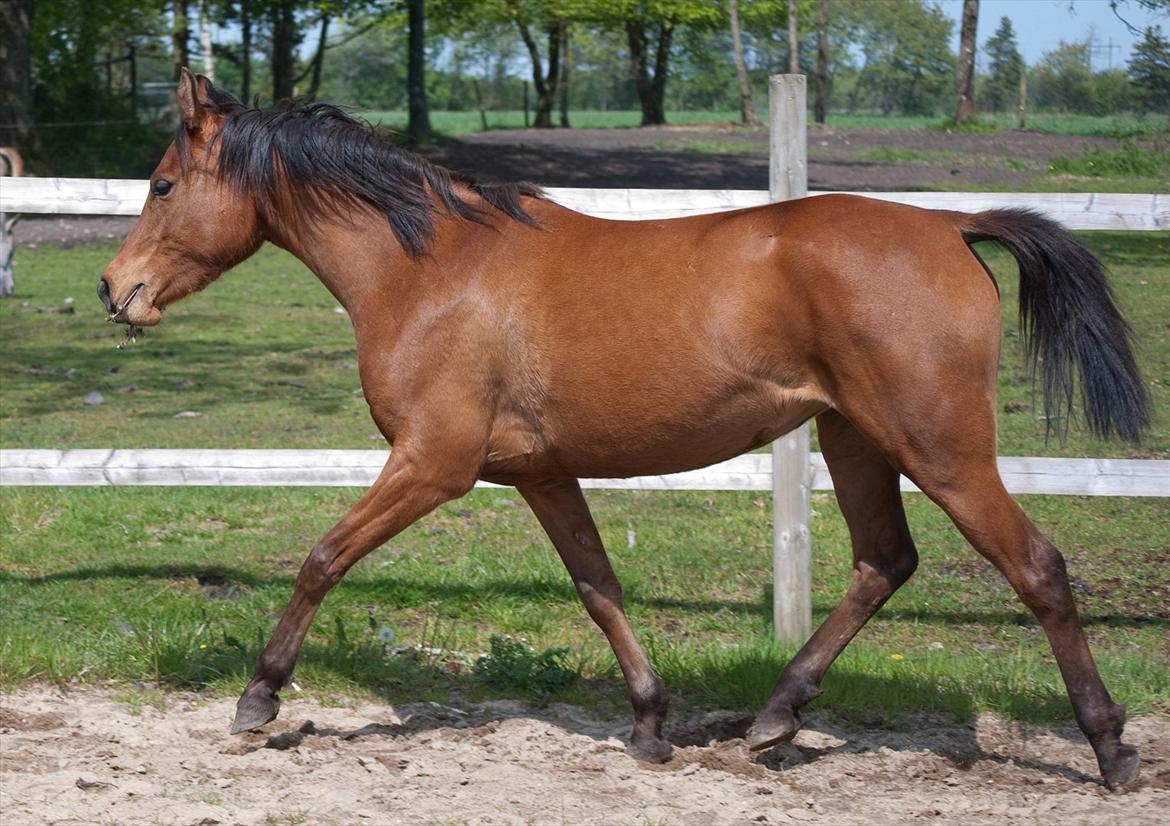 Arabisk fuldblod (OX) AC Bahiyya Jawahir -SOLGT billede 2