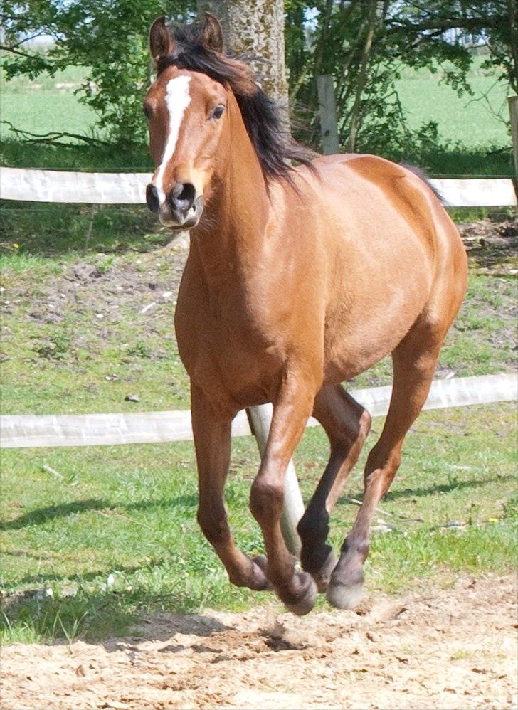 Arabisk fuldblod (OX) AC Bahiyya Jawahir -SOLGT billede 4