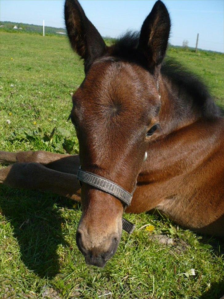 Traver Aqua De Vie  billede 1