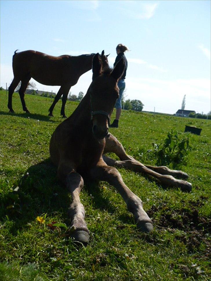 Traver Aqua De Vie  billede 2