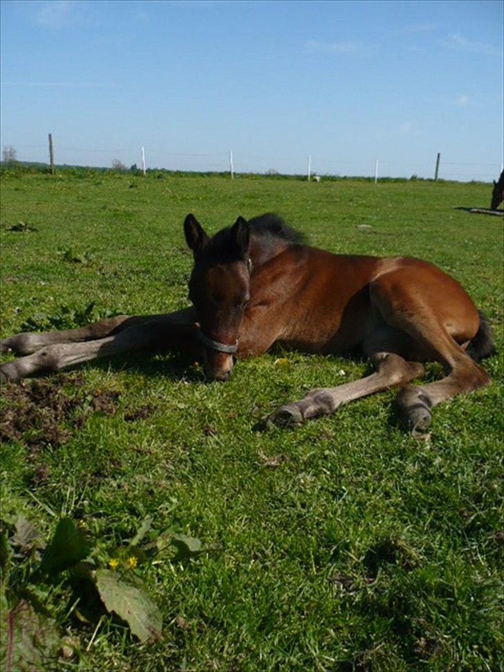 Traver Aqua De Vie  billede 3