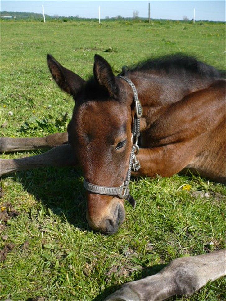 Traver Aqua De Vie  billede 4