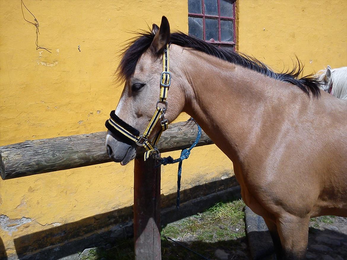 Welsh Pony af Cob-type (sec C) Fanny Af Sønderbo billede 16