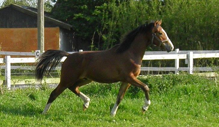 DSP Fredbo´s Rondo Royal<3 billede 24